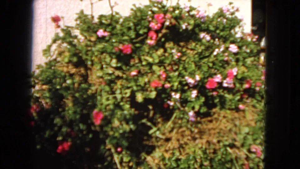1963 San Francisco home-movie frame showing a green garden shrub with magenta and pale pink flowers near a light wall.
