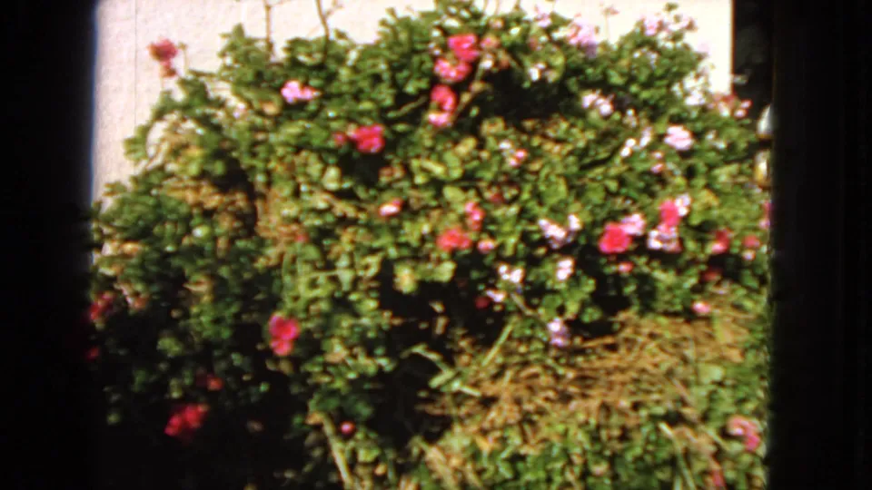 1963 San Francisco garden footage frame with a leafy shrub, pink blossoms, and a pale background wall framed by dark edges.