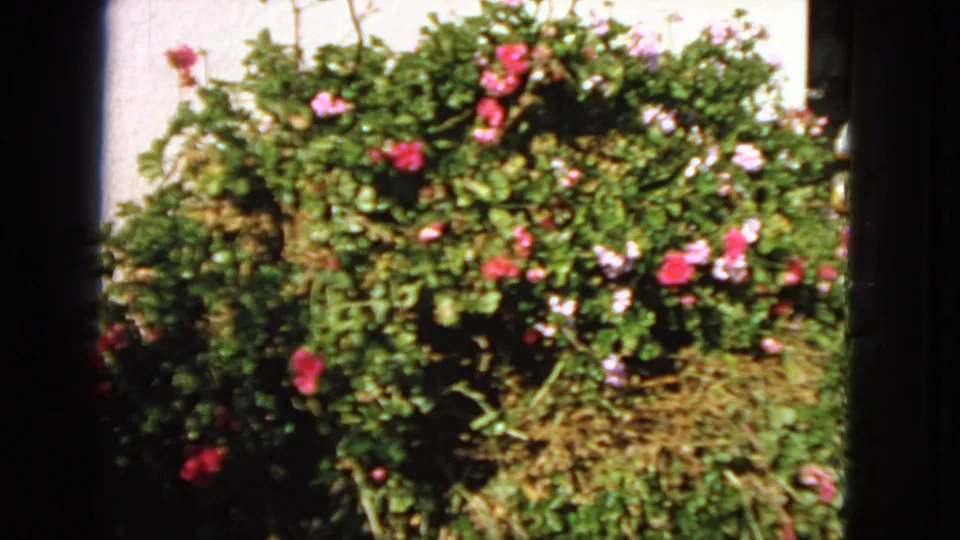 1963 San Francisco home-movie frame showing a garden bush with green leaves, pink flowers, dry stems, and dark film edges.