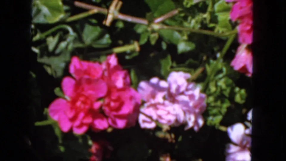 Close 1963 San Francisco garden frame with magenta and pale pink blossoms set against glossy green foliage.