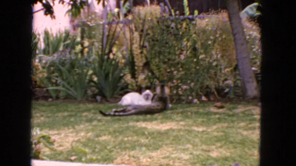 1963 San Francisco home-movie frame with a white cat and tabby cat on a sunlit backyard lawn framed by shrubs and palms.