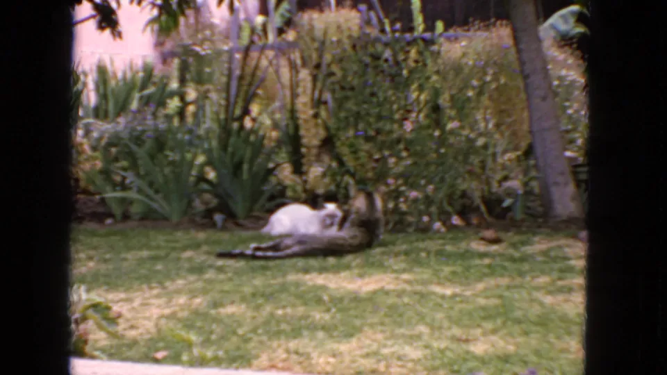 1963 San Francisco backyard frame showing a white cat near a tabby cat on grass, with palms and dense plantings behind them.