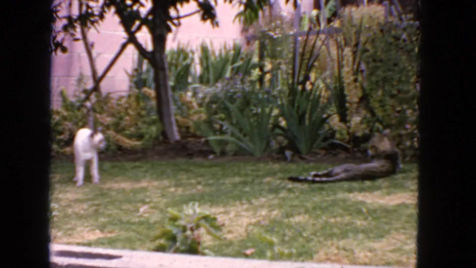1963 San Francisco 8mm frame with a white cat standing and a tabby cat lying on the lawn among palms, shrubs, and garden plants.