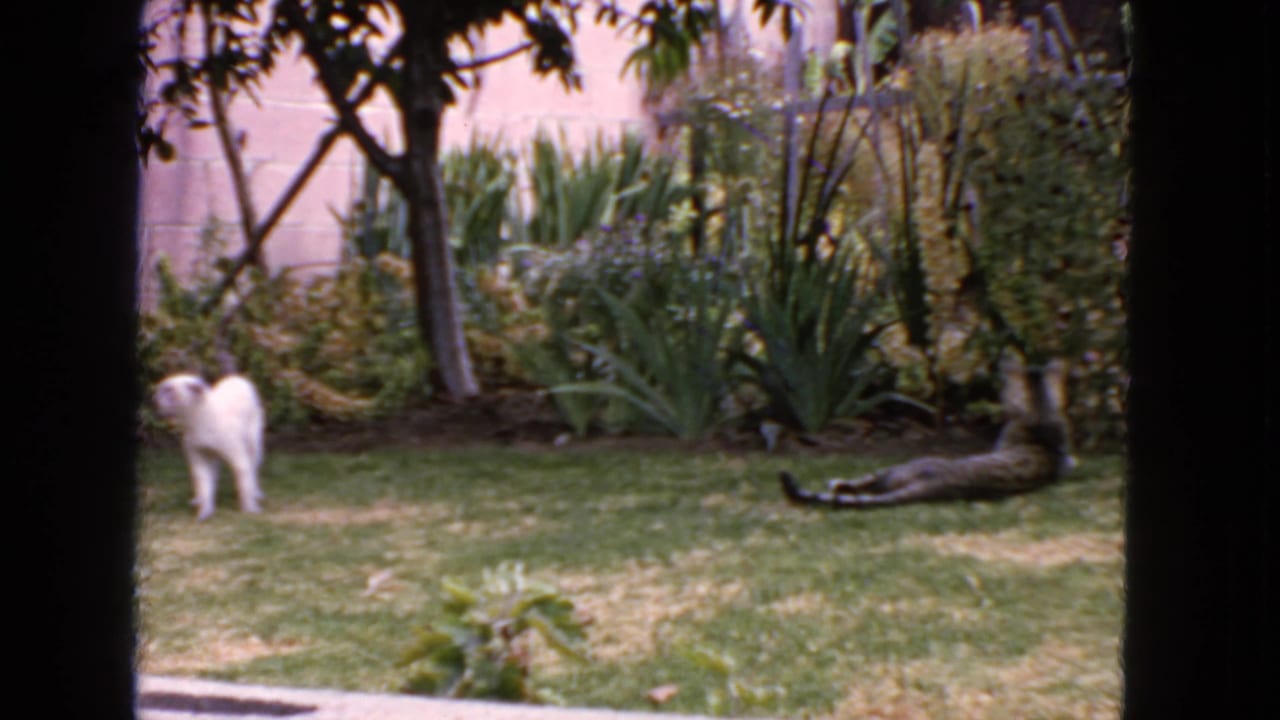 White cat standing on a lawn beside garden plants and a masonry wall.