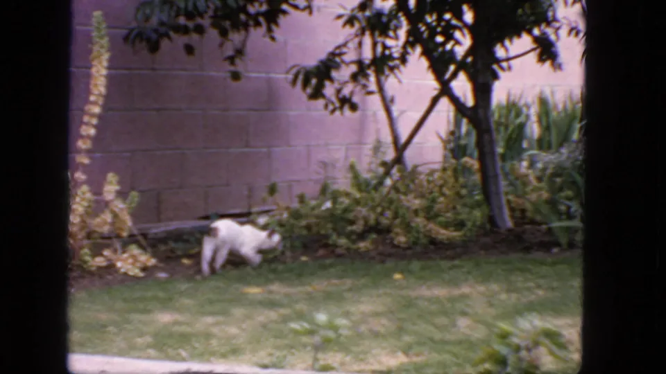 A white cat moves along the edge of a backyard garden bed, with a masonry wall and leafy plantings behind it.