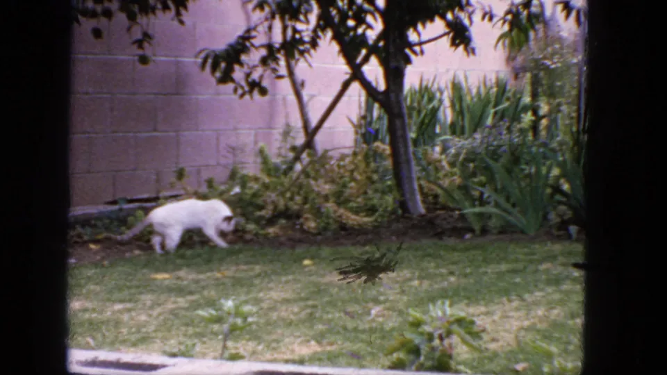 The white cat crosses a backyard lawn in 1963 home-movie footage, framed by trees, shrubs, and 8mm contact-sheet borders.