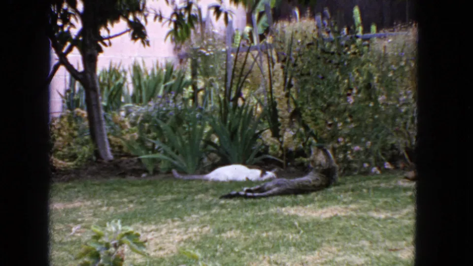 A white cat approaches or passes near a tabby cat resting in the shaded backyard garden, with shrubs and lawn visible.
