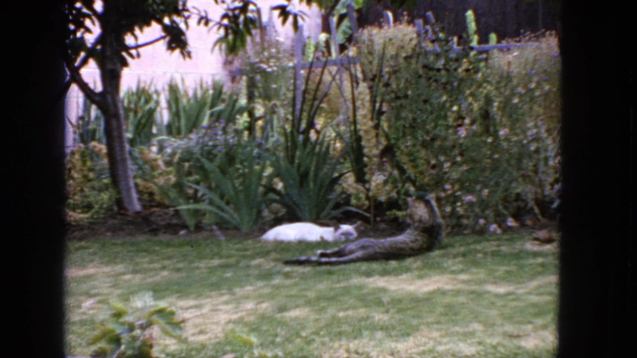 White cat and tabby cat resting on a backyard lawn near garden plants.