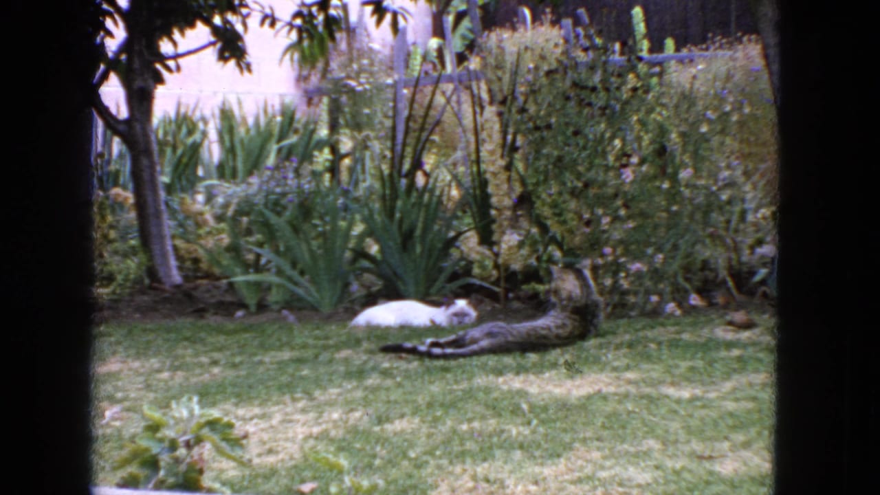 White cat and tabby cat lying in a shaded backyard garden.