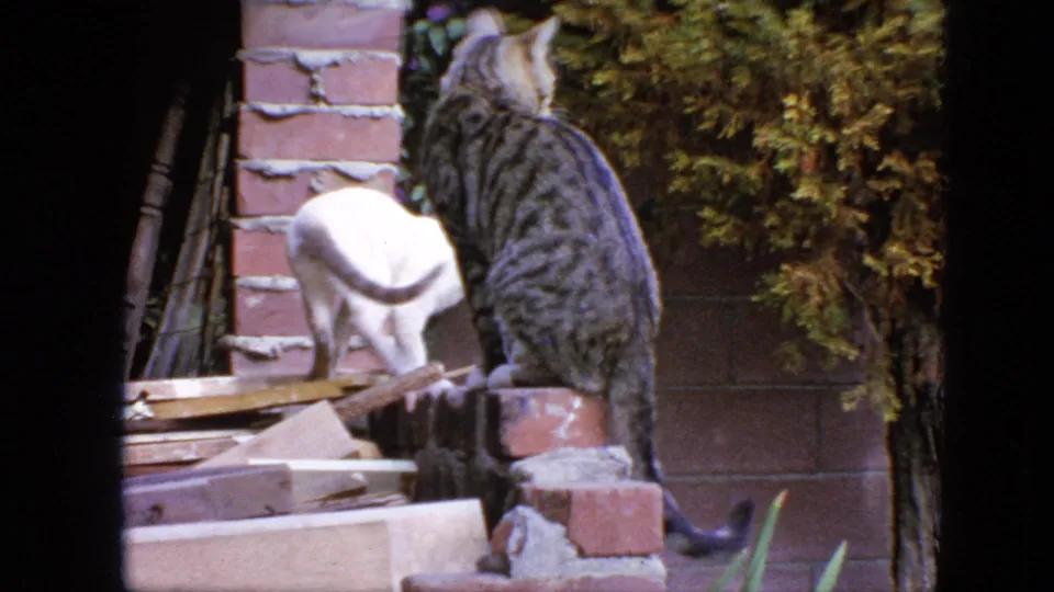 1963 San Francisco 8mm frame showing a white cat moving past a tabby cat seated near brickwork and garden materials.