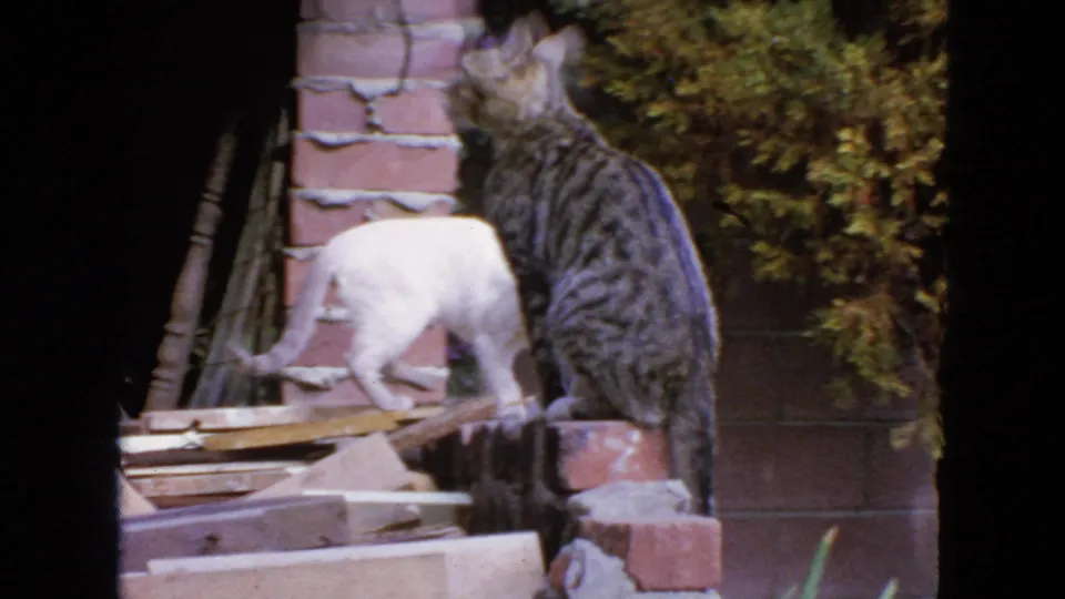 1963 San Francisco home-movie frame with a white cat crossing near a tabby cat perched by brickwork and garden debris.