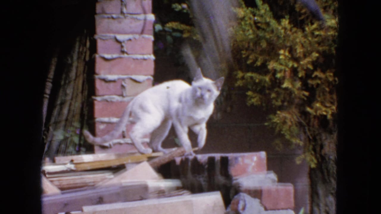A white cat explores a brick ledge in a San Francisco backyard, filmed on 8mm home-movie footage from 1963.