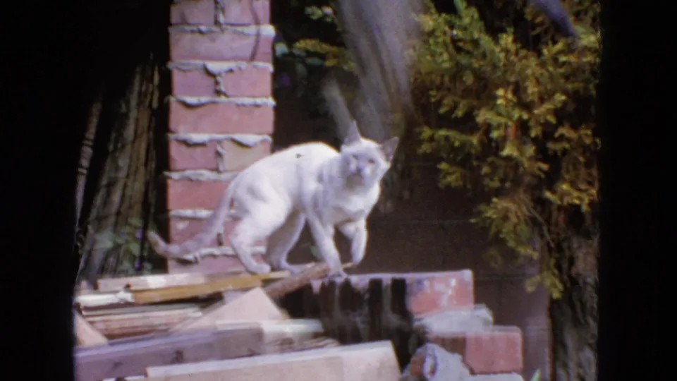 A white cat explores a brick ledge in a San Francisco backyard, filmed on 8mm home-movie footage from 1963.