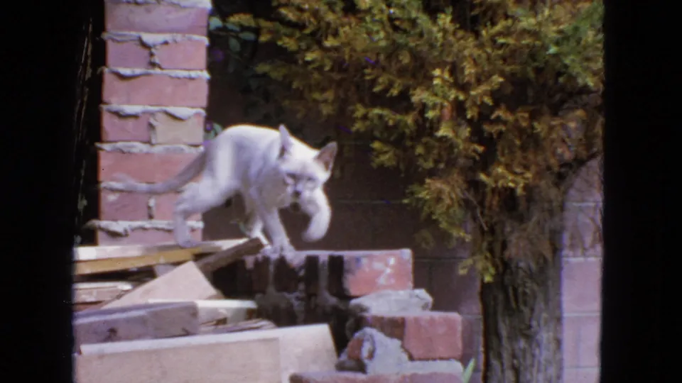 The white cat pauses on the brick ledge as a tabby cat appears nearby in the 1963 San Francisco home-movie scene.