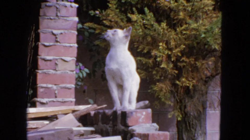 A white cat stands alert on a brick ledge, looking up toward something out of frame in the 1963 San Francisco backyard footage.