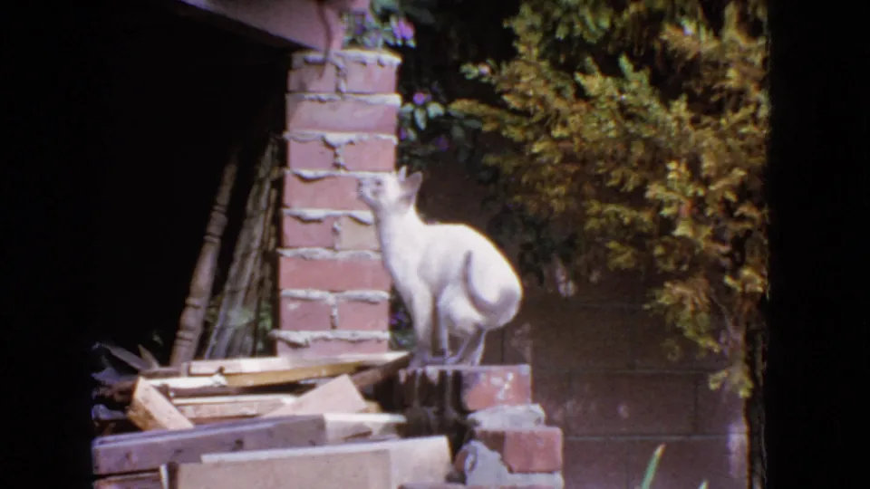 The white cat turns away on the backyard brick ledge, framed by shrubs, boards and brickwork in 1963 San Francisco 8mm footage.