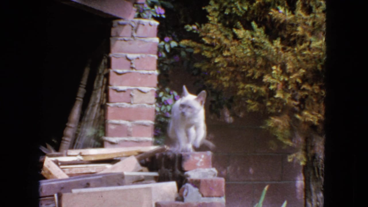 White cat perched on a low brick structure beside boards and garden foliage.