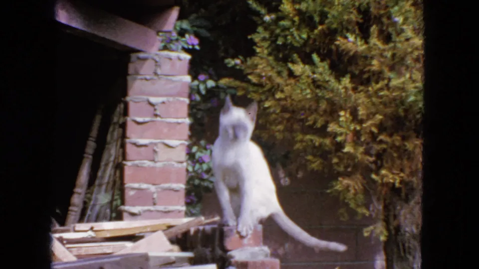 White cat stands on a brick structure in a San Francisco backyard, looking alert against shrubs and a shaded structure.