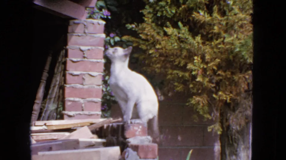 White cat sits upright on a brick garden structure, lifting its head toward foliage in 1963 home-movie footage.