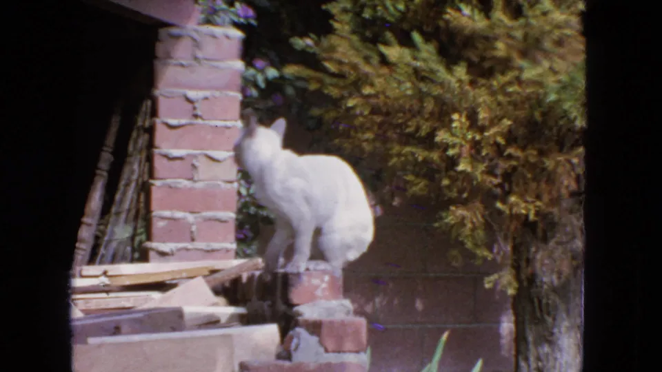 White cat turns its body on a brick backyard ledge, framed by a brick column, boards, and dense garden foliage.