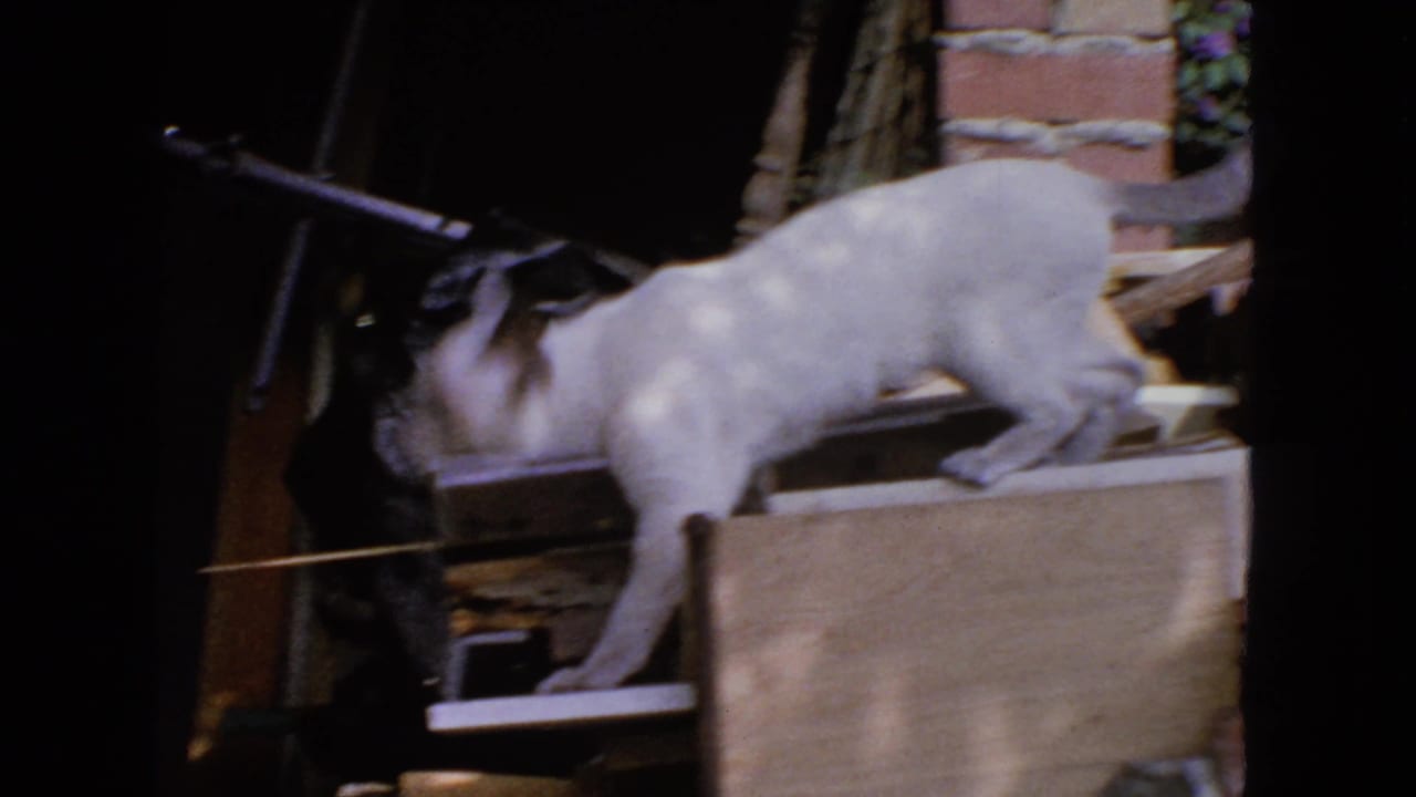 White cat climbing across boards beside a red brick wall and dark recess.