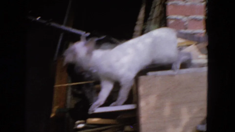 The cat pauses on stacked wood near a brick wall, with soft motion blur from the 8mm footage.