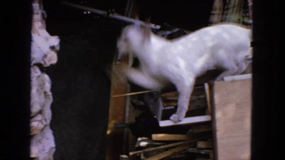 A light-colored cat shifts position among wooden boards in the cluttered outdoor setting.