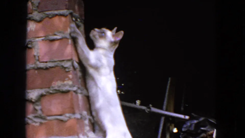 The cat stretches up against rough red brick, looking toward the dark space above in the San Francisco home movie.