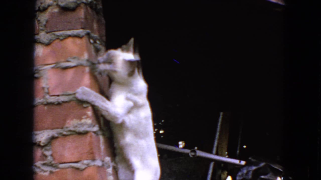 White cat climbing a red brick column against a dark background.