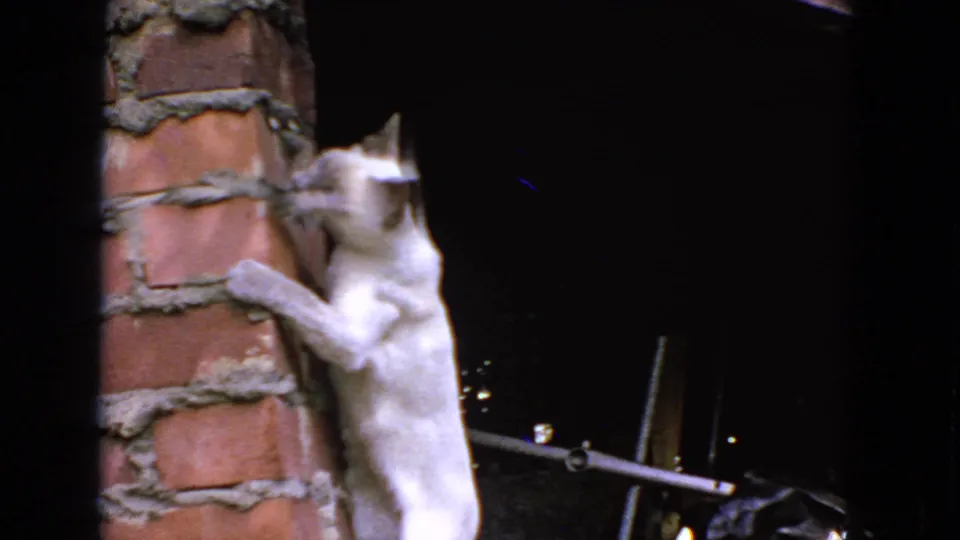 A white Siamese-type cat climbs a red brick column at night in 1963 San Francisco home-movie footage.
