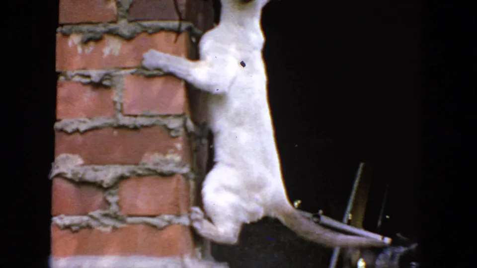 The cat extends upward along the brick column, its pale body and darker tail visible against the night background.