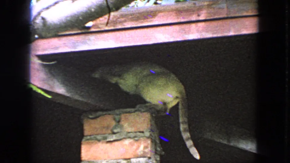 The cat appears near the top of the brick column beneath a dark ledge, with its tail hanging down in nighttime light.
