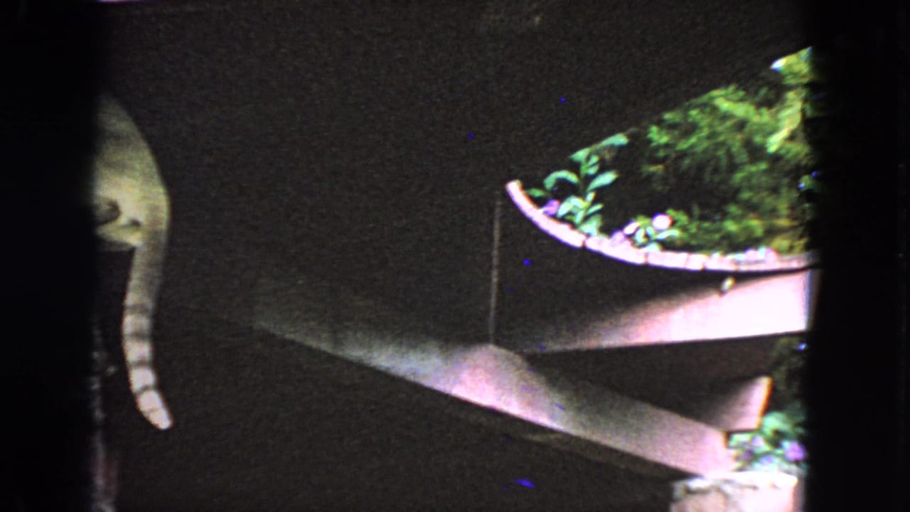 Tabby cat partly visible in shadow near dark wooden rafters.