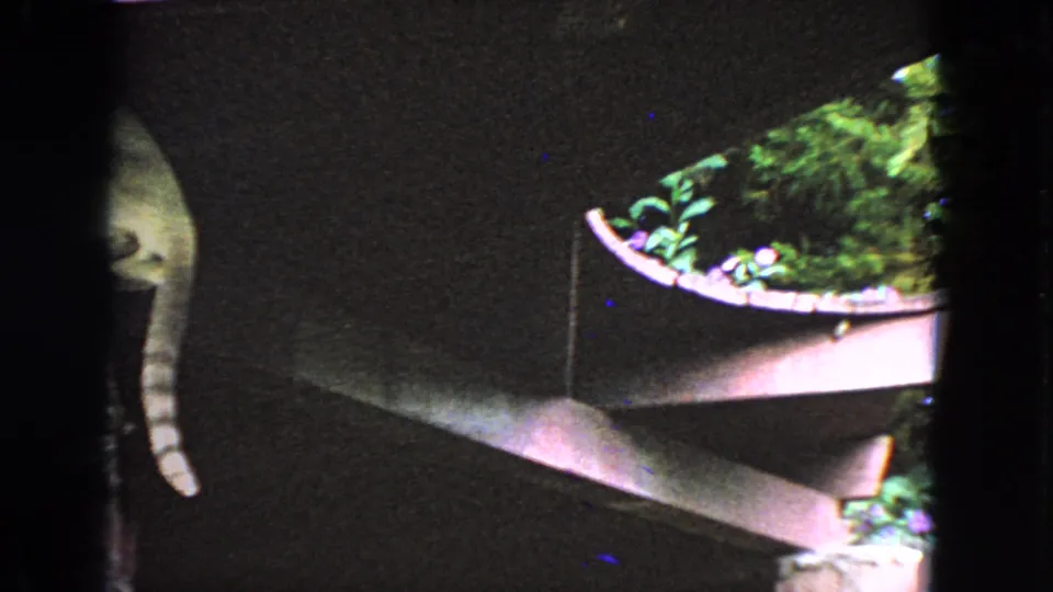 A tabby cat appears partly in shadow near dark wood rafters in 1963 San Francisco 8mm home-movie footage.