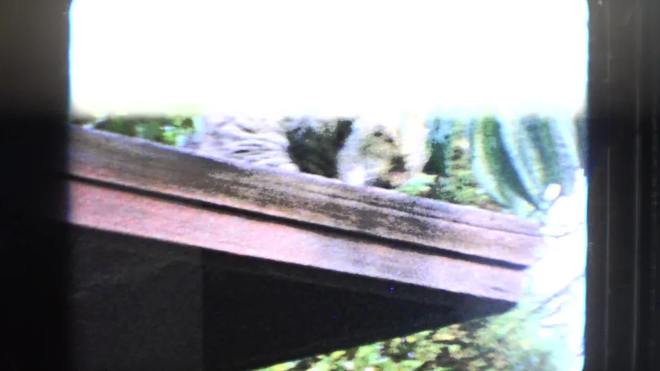 The tabby cat moves along a wooden roof edge beside garden foliage in the San Francisco home-movie scene.