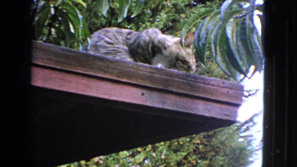 A tabby cat walks across the wooden roof edge with leafy plants behind it in 1963 San Francisco footage.