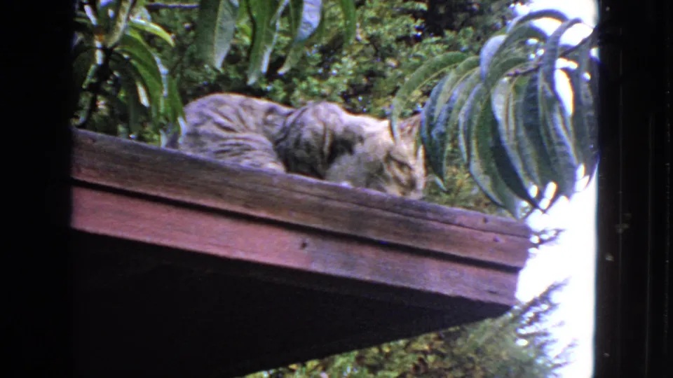The tabby cat pauses low on the roof edge, surrounded by foliage in the 1963 San Francisco home-movie clip.