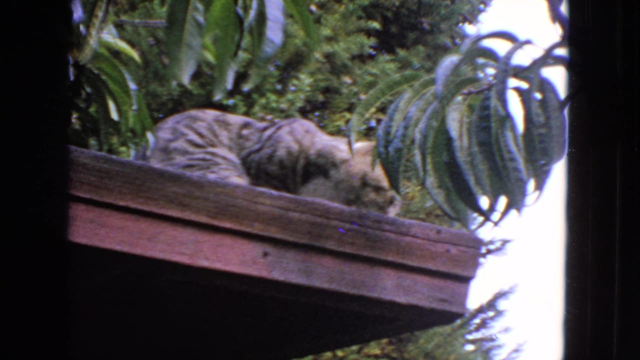 Tabby cat grooming on a wooden ledge beside leafy garden plants.
