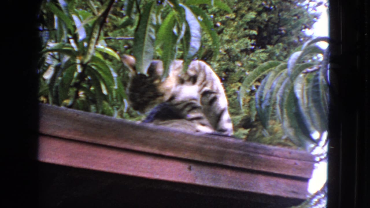 Tabby cat licking its paw on a wooden ledge in a leafy garden.