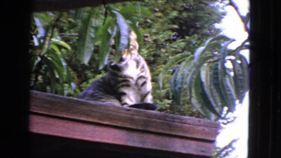1963 San Francisco home-movie frame showing the tabby cat leaning over the ledge with leafy plants behind it.