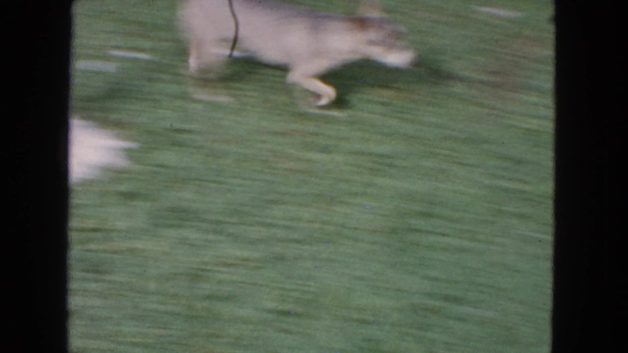 Small light-colored dog moving quickly across a green lawn in 1963 San Francisco 8mm home-movie footage.