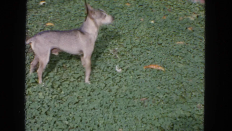 Small light-colored dog standing alert on a green lawn in 1963 San Francisco home-movie footage.