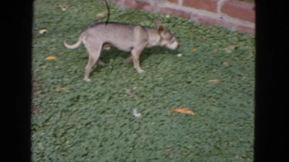 Small light-colored dog walking low to the lawn near a brick garden border in 1963 San Francisco footage.