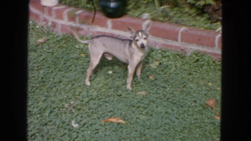 Small light-colored dog looking toward the camera on a green lawn beside a brick border in 1963 San Francisco 8mm footage.