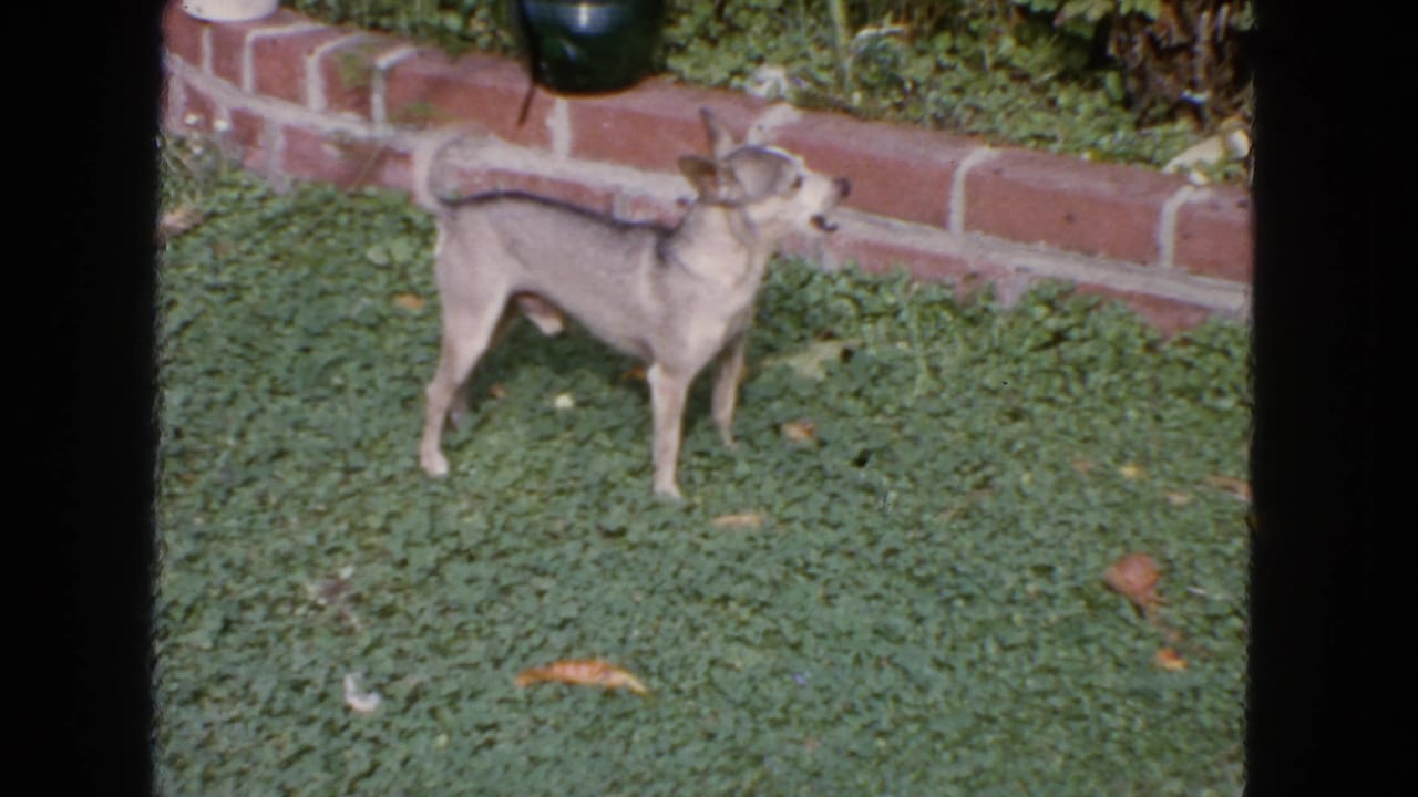 Small tan dog standing on green ground cover beside a low brick garden wall.