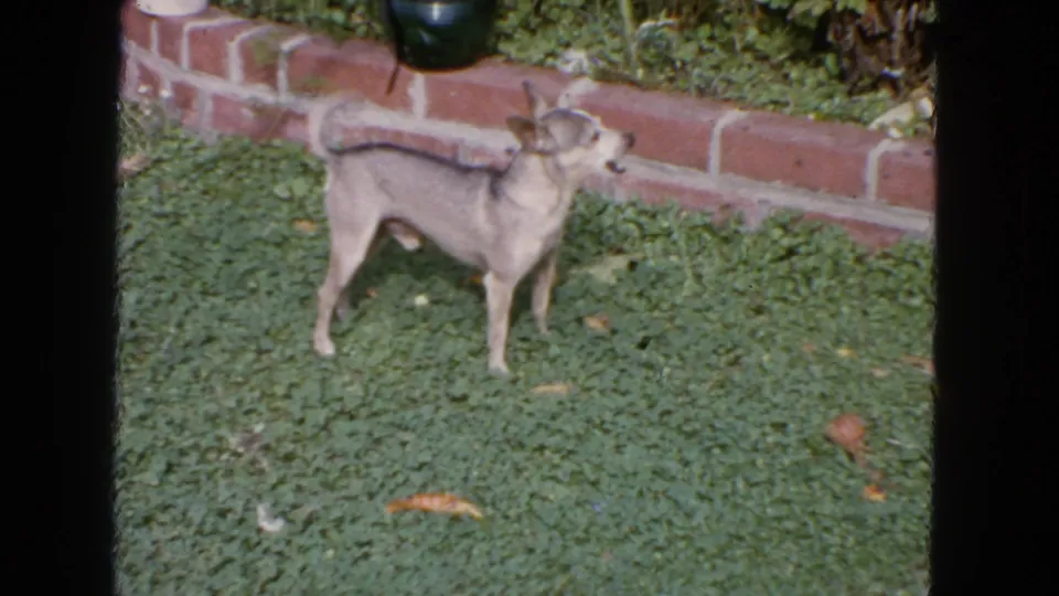 1963 San Francisco 8mm frame showing a small tan dog alert on a garden lawn near brick edging.