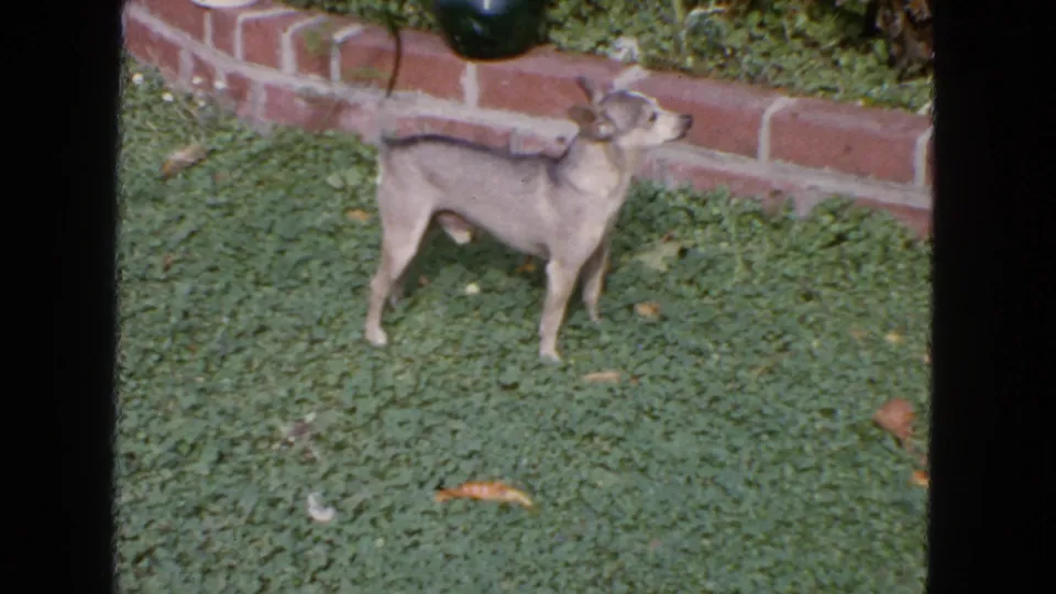 1963 San Francisco home-movie frame of a small dog standing in a garden with brick edging behind it.