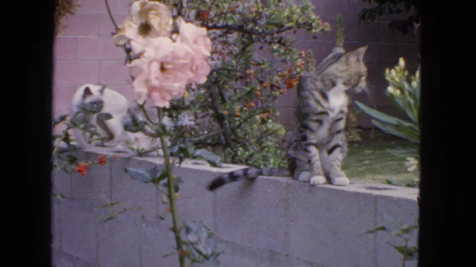 1963 San Francisco 8mm frame showing a tabby cat and light-colored cat near roses and a garden wall.