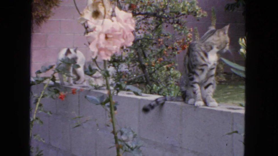 1963 San Francisco home-movie frame of two cats among garden plants, with roses in the foreground.