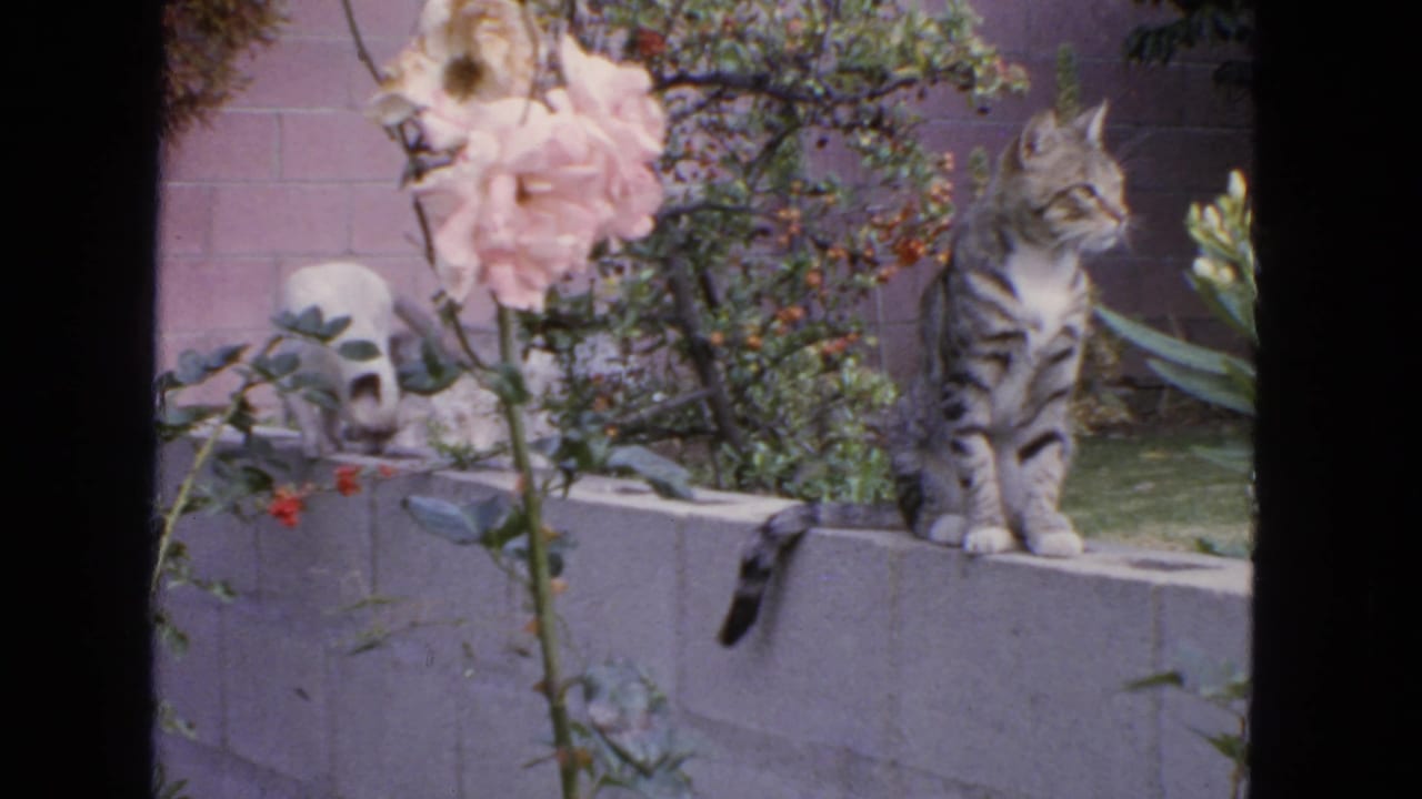 1963 San Francisco 8mm frame of a tabby cat sitting on a concrete garden wall beside a pink rose and leafy backyard plants.